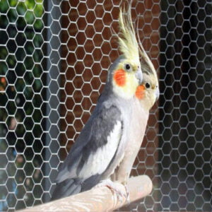 Aviary & Bird Screen