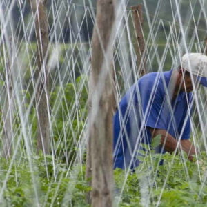 Nylon Wire Mesh for Organic Farming