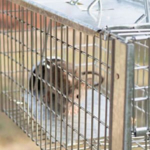 Pest And Critter Control